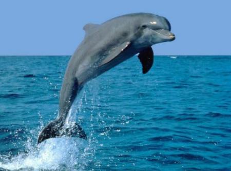 --- Le dauphin ---